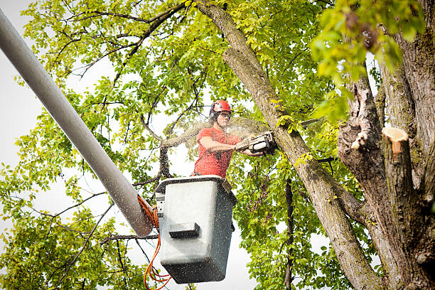 Reliable Perris, CA  Tree Services Solutions